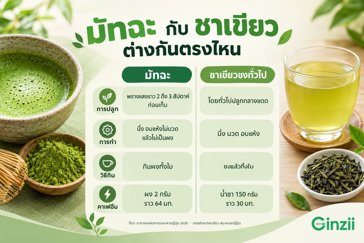 อินโฟกราฟิกเปรียบเทียบมัทฉะกับชาเขียวชง: การปลูก การทำ วิธีกิน และคาเฟอีน ผงมัทฉะ 2 กรัมราว 64 มก. น้ำชาเขียว 150 กรัมราว 30 มก.