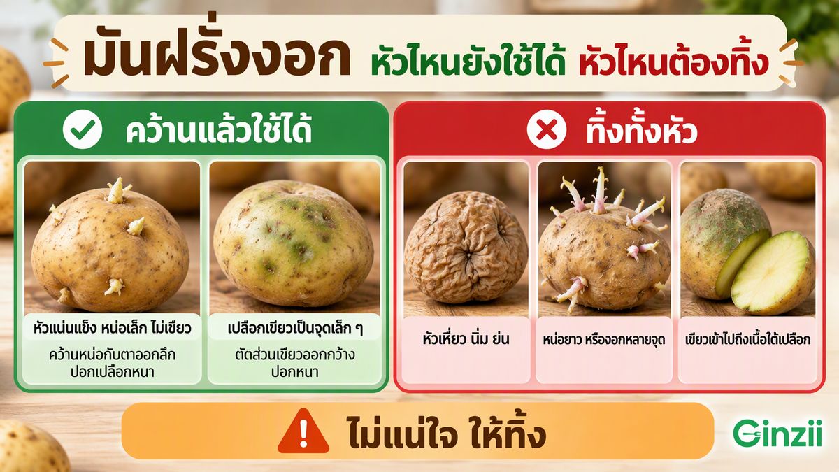 อินโฟกราฟิกเทียบมันฝรั่งสองกลุ่ม ฝั่งซ้ายหัวแน่นแข็งหน่อเล็กและหัวที่เปลือกเขียวเป็นจุดเล็ก ๆ ซึ่งคว้านแล้วใช้ได้ ฝั่งขวาหัวเหี่ยวนิ่มย่น หัวหน่อยาว และหัวที่เขียวเข้าไปถึงเนื้อ ซึ่งต้องทิ้งทั้งหัว